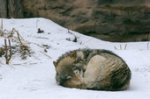 gray wolf sleeping in snow
