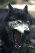 gray wolf yawning