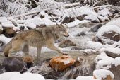 wolf crossing river
