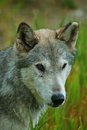 gray wolf one