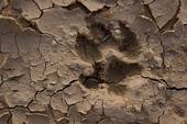 wolf footprint