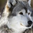 cropped-captive-gray-wolf-portrait
